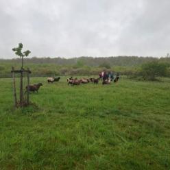 Dobrovolníci na Pražské pastvině
